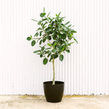Ficus Audrey