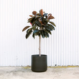 Ficus Elastica Burgundy