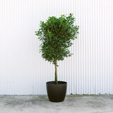 Ficus Moclame