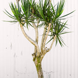 Dracaena Marginata Stump