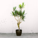 Dracaena Marginata Stump