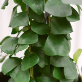 Ficus Triangularis