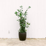 Ficus Triangularis