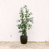 Ficus Triangularis
