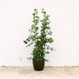 Ficus Triangularis