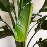 Bird Of Paradise