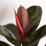 Ficus Elastica Burgundy