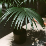 Kentia Palm