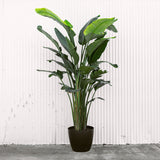 Bird Of Paradise
