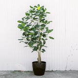 Ficus Audrey