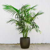 Kentia Palm