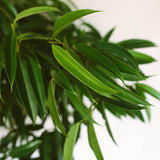 Ficus Ali'i