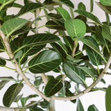 Ficus Audrey