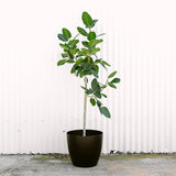 Ficus Audrey
