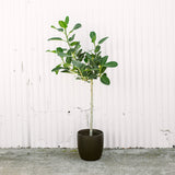 Ficus Audrey