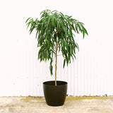 Ficus Ali'i