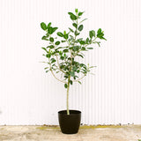 Ficus Audrey