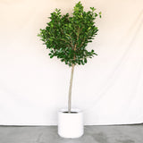 Ficus Moclame