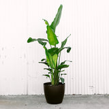 Bird Of Paradise