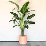 Bird Of Paradise