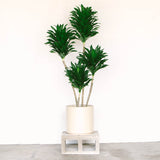 Dracaena Janet Craig