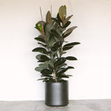 Ficus Elastica Burgundy
