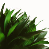 Dracaena Janet Craig