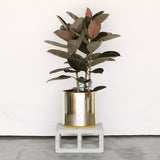 Ficus Elastica Burgundy
