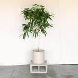 Ficus Ali'i