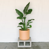 Bird Of Paradise