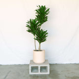 Dracaena Janet Craig