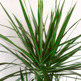 Dracaena Marginata