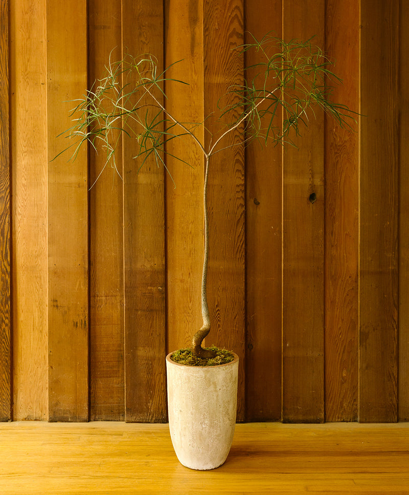Brachychiton Rupestris