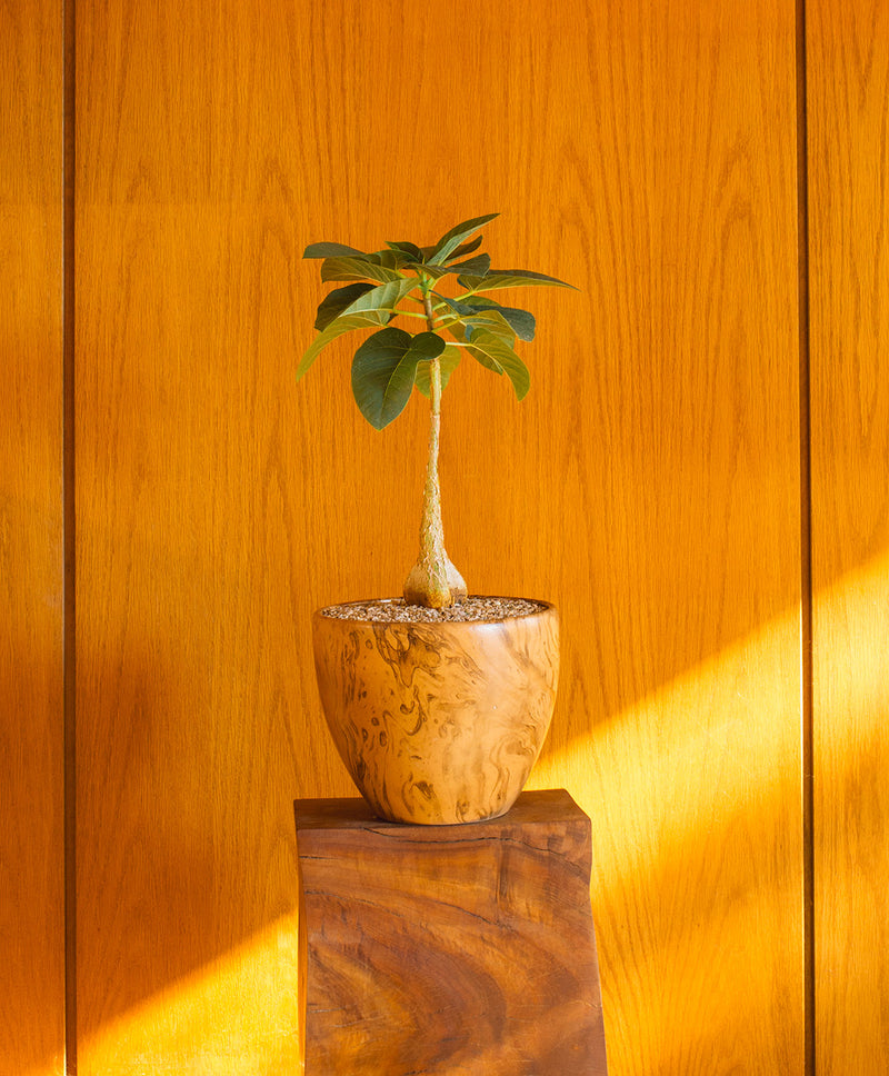 Ficus Brandegeei 01
