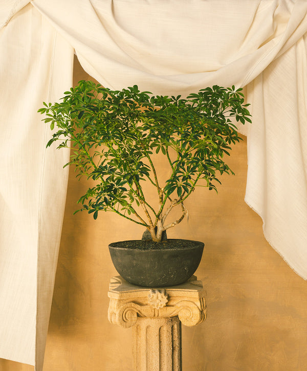 Schefflera Arboricola 02