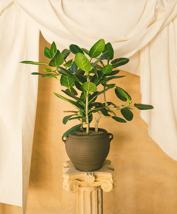 Ficus Audrey 01