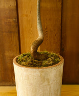 Brachychiton Rupestris