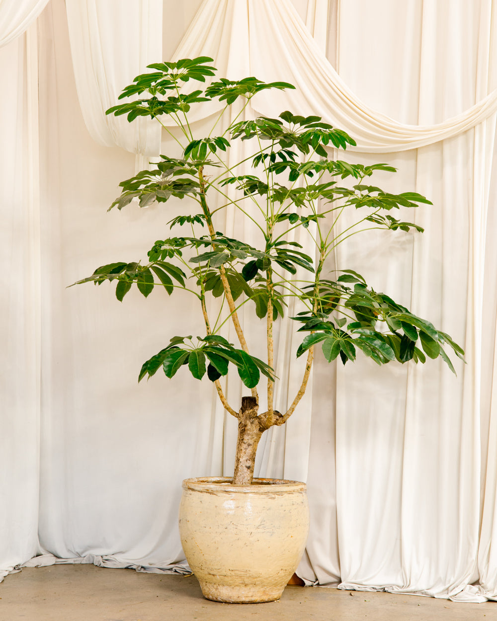 schefflera amate indoor plant care Schefflera Amate – PRINTWOOD