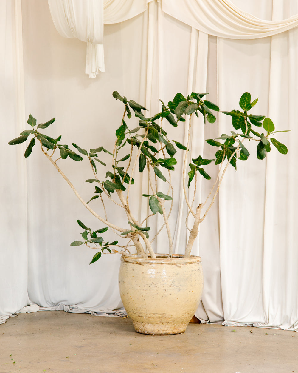 Ficus Audrey Character 02 – PRINTWOOD