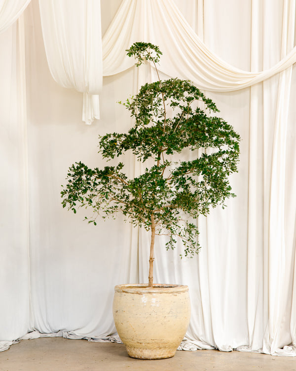 XL Indoor Plants | Printwood Plant Delivery  PRINTWOOD