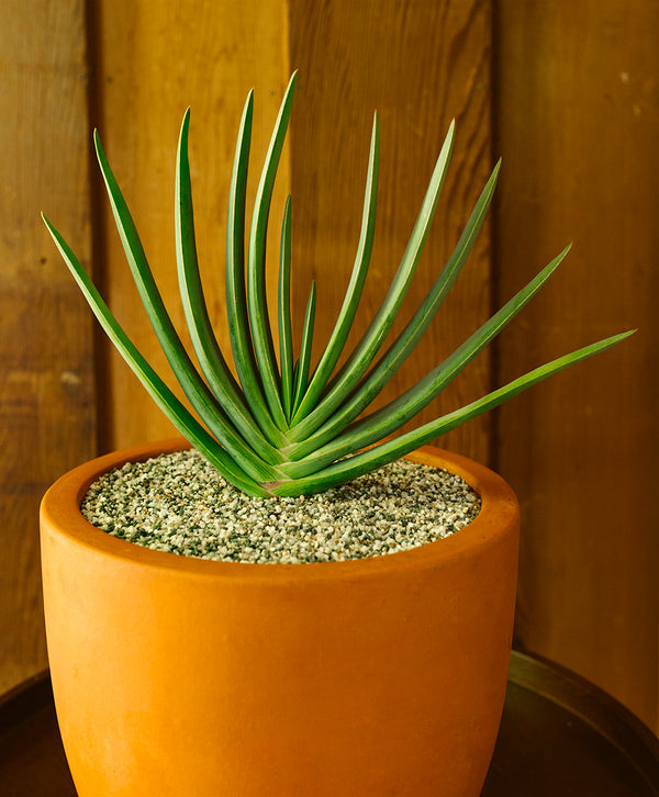 Aloe Plicatilis