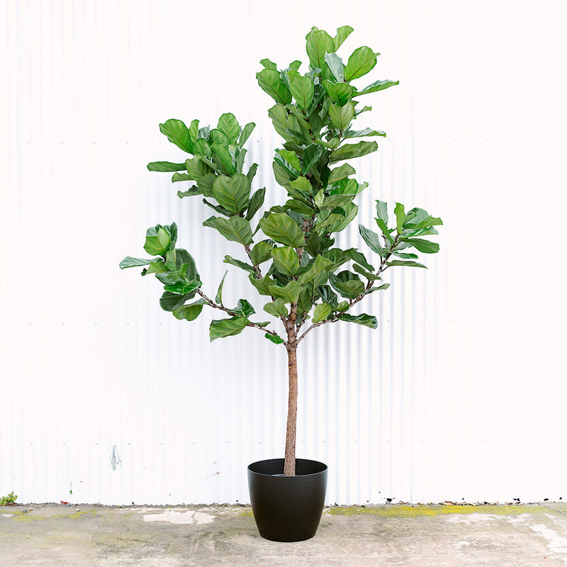 Fiddle Leaf Fig