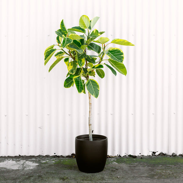 Greenmoods Pianta artificiale Ficus Pazzo 120 cm - Greenmoods