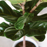 Fiddle Leaf Fig