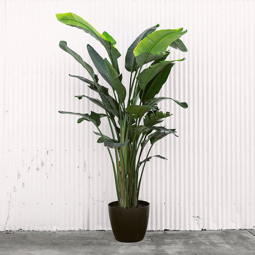 ▲01)【同梱不可】グレート・ブリテン島およびアイルランド植物誌 Vol.5/Flora of Great.../Peter Sell/Gina Murrell/Cambridge/洋書/A Flora of Great Britain and Ireland: Volume 5, Butomaceae