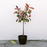 Ficus Elastica Ruby