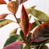 Ficus Elastica Ruby