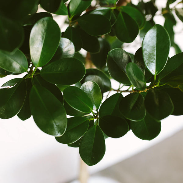 Ficus Moclame