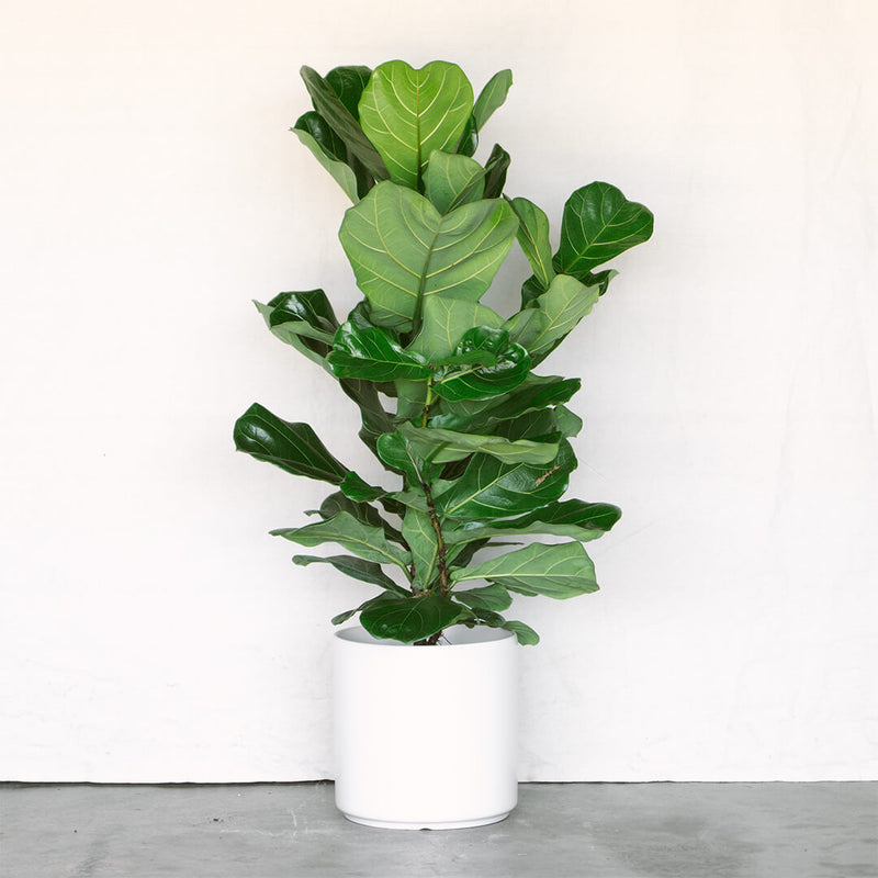Fiddle Leaf Fig