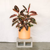 Ficus Elastica Ruby
